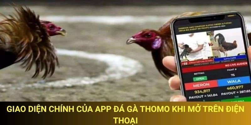Giao diện thân thiện của app đá gà Thomo giúp người chơi thao tác dễ dàng