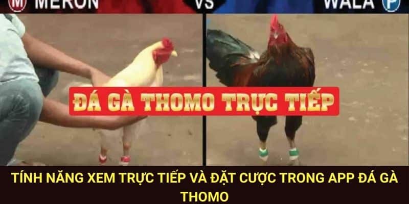 App đá gà  tích hợp đầy đủ tính năng xem live và đặt cược