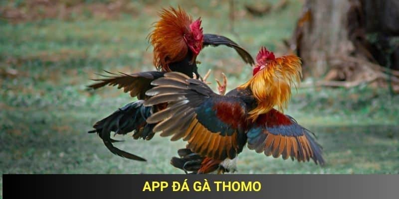 app đá gà thomo